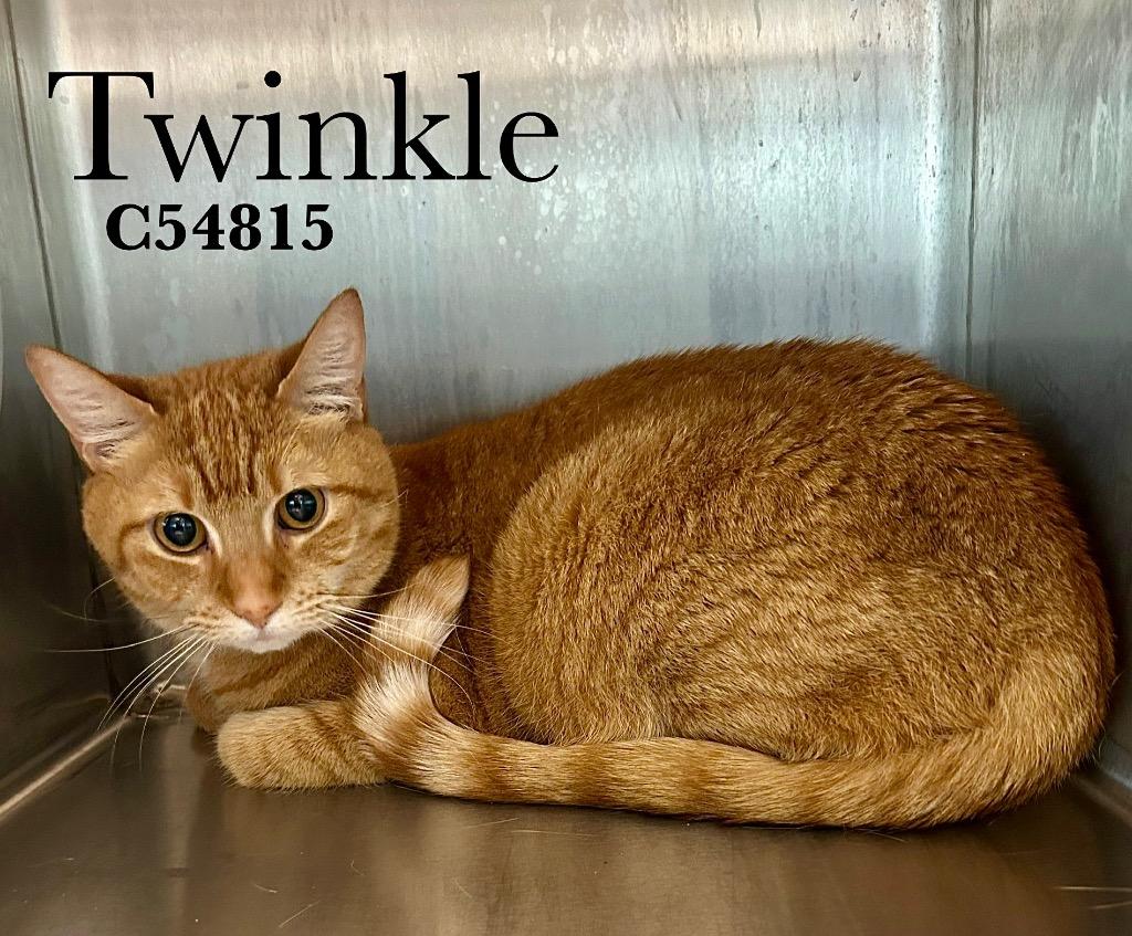 Twinkle, Adoptable, Young Female Domestic Short Hair.
