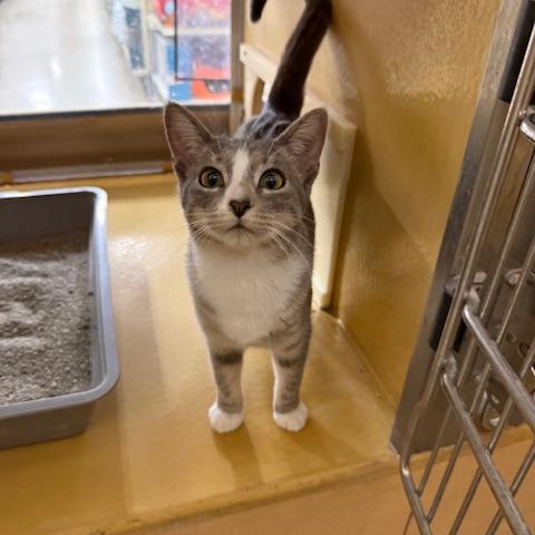 Sugar Paws, Adoptable, Young Female Domestic Short Hair.