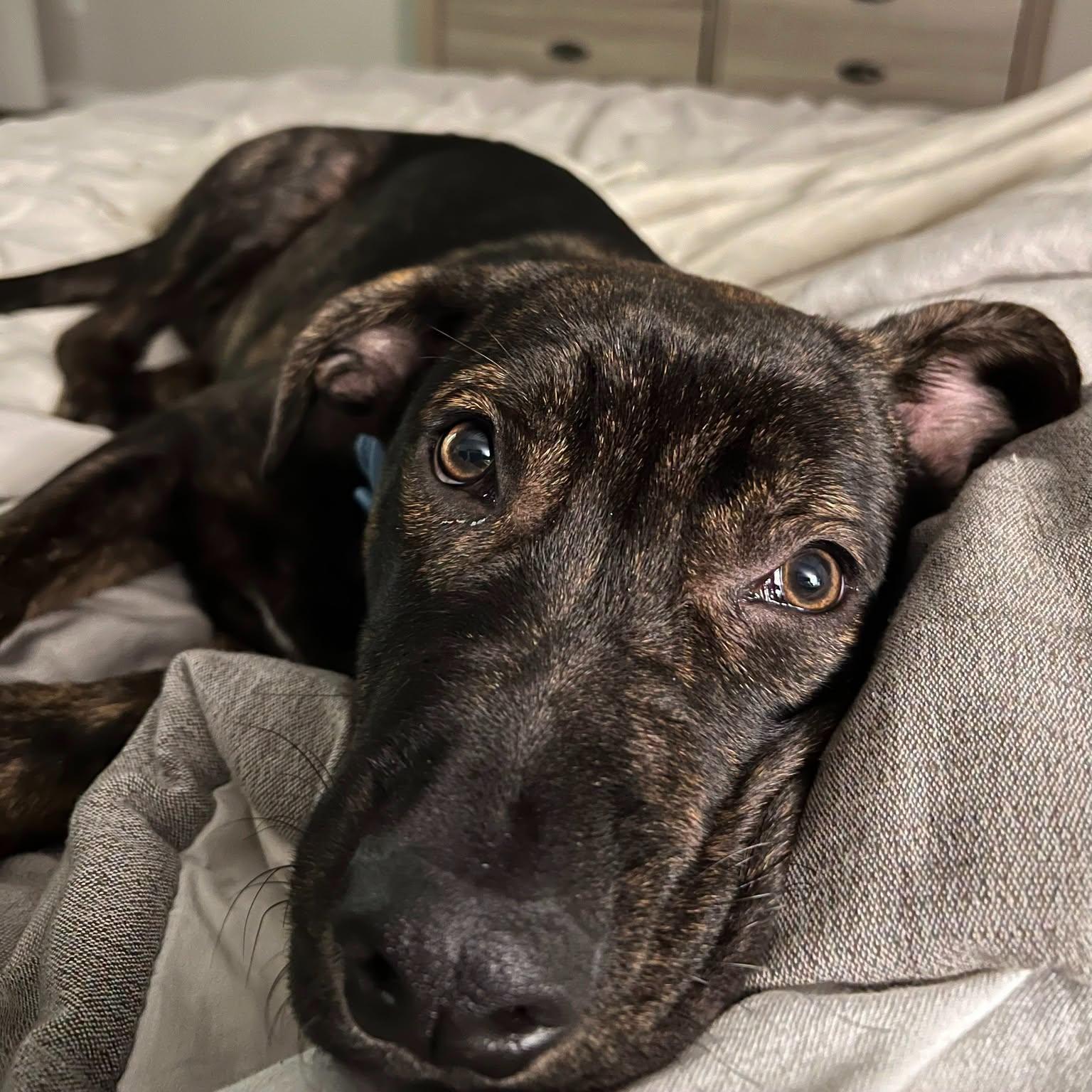 Enlarge Creed, a Adoptable mixed breed in Bryan, TX image 5/5