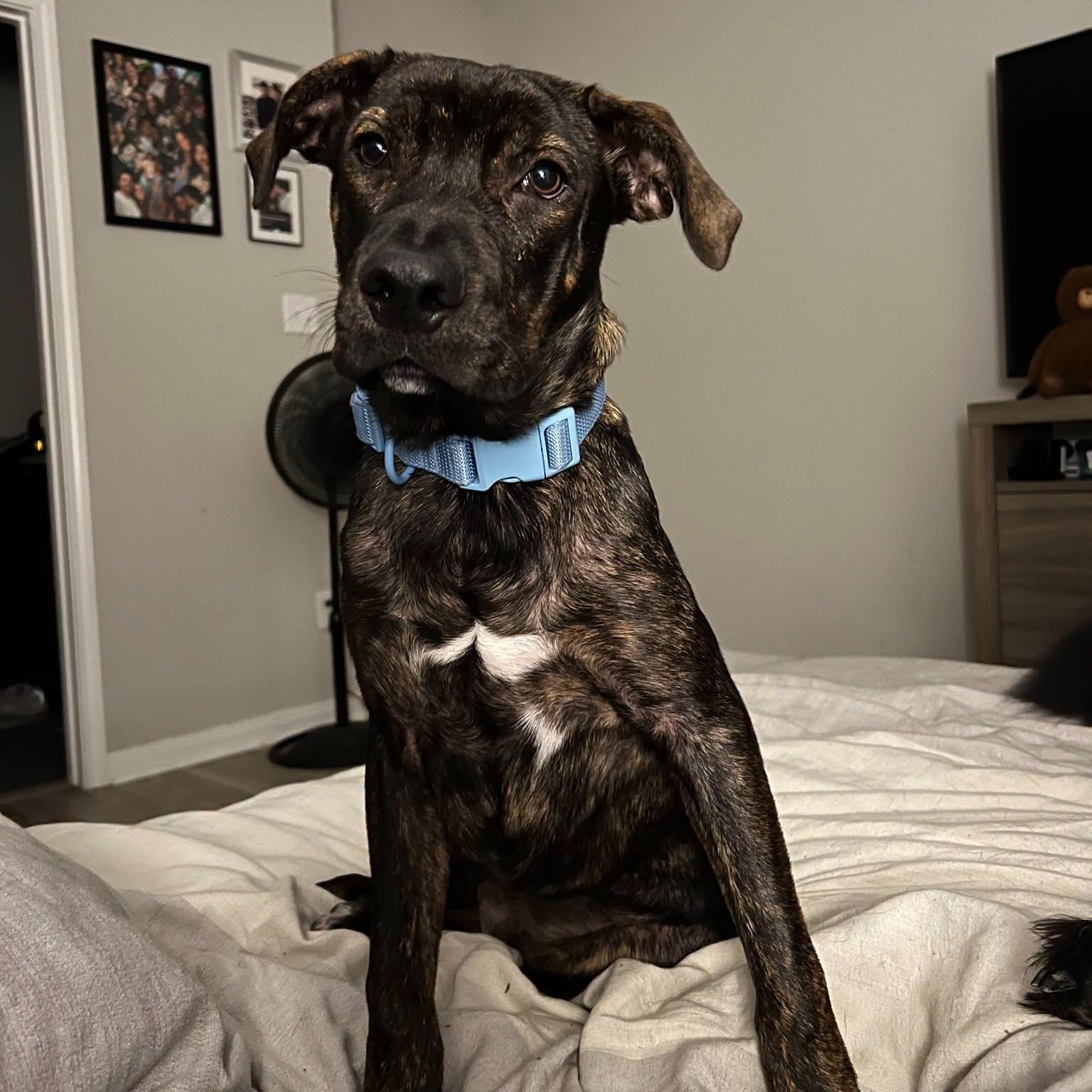 Enlarge Creed, a Adoptable mixed breed in Bryan, TX image 3/5
