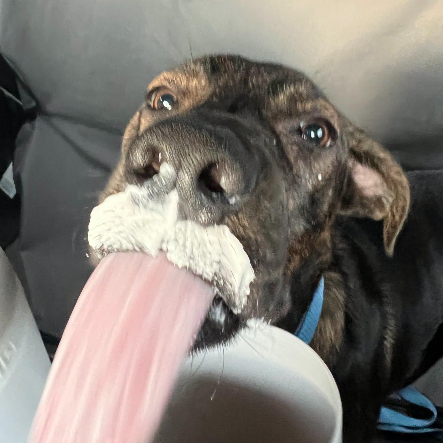 Enlarge Creed, a Adoptable mixed breed in Bryan, TX image 4/5