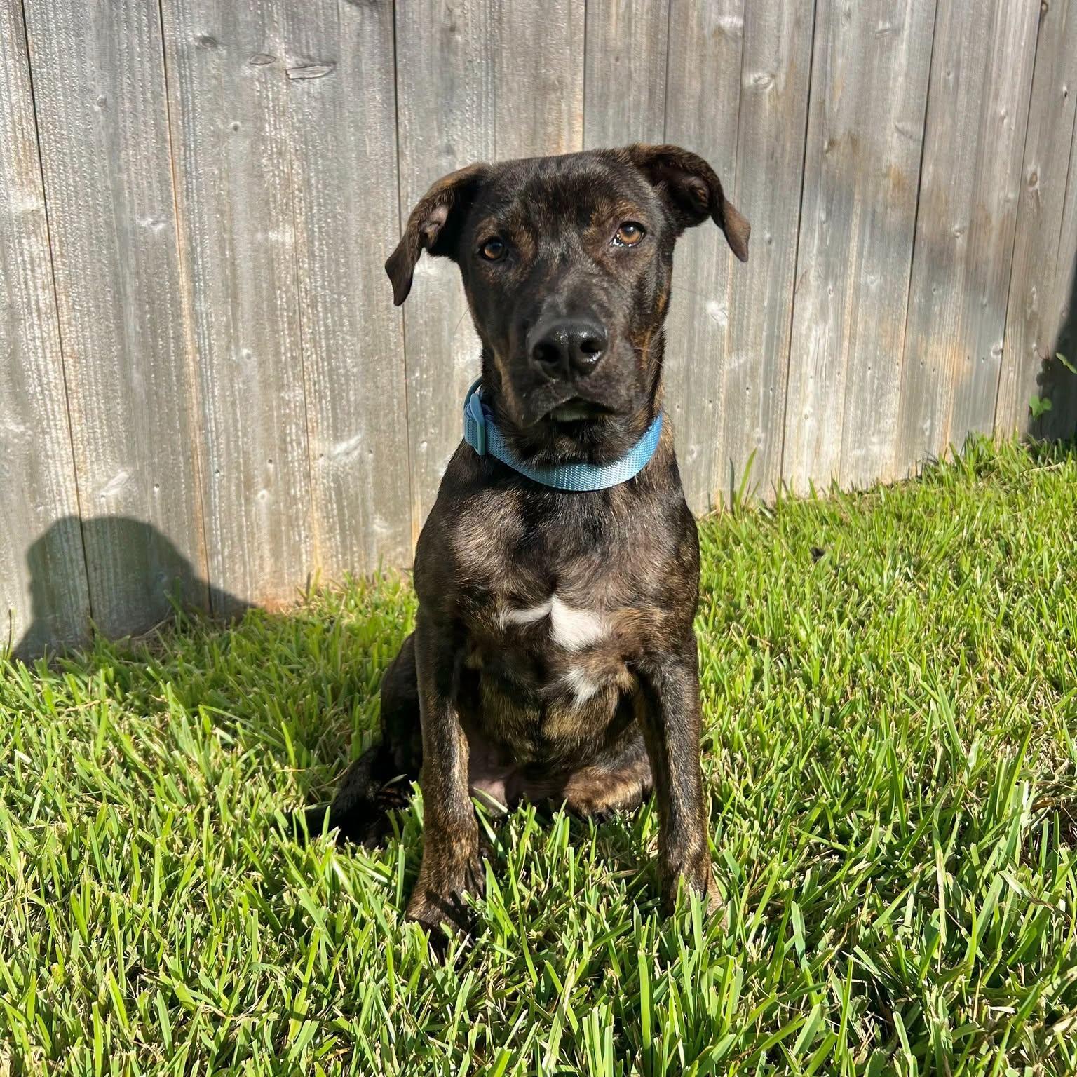 Creed, Adoptable, Young Male Pit Bull Terrier & Mixed Breed.