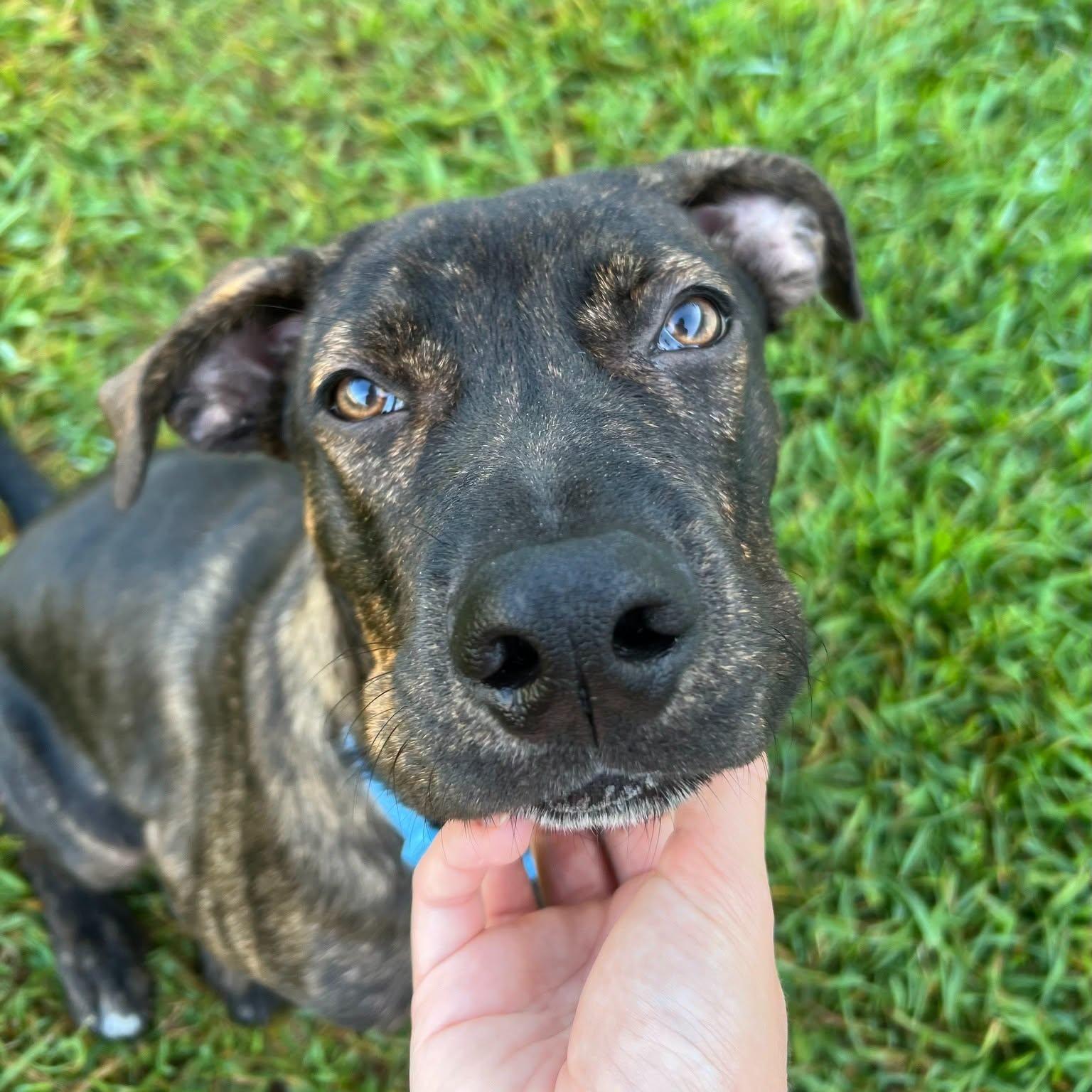 Enlarge Creed, a Adoptable mixed breed in Bryan, TX image 2/5