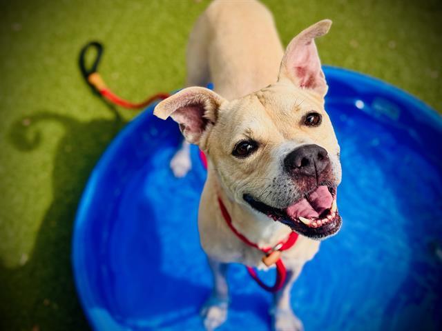 TATOR, Adoptable, Adult Male Black Mouth Cur & Boxer.