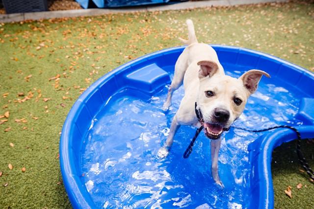 TATOR, Adoptable, Adult Male Black Mouth Cur & Boxer.