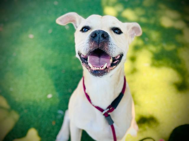 Enlarge TATOR, a Adoptable mixed breed in Orlando, FL image 1/1
