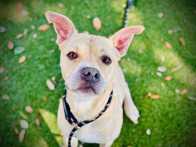 Enlarge TATOR, a Adoptable mixed breed in Orlando, FL image 1/1