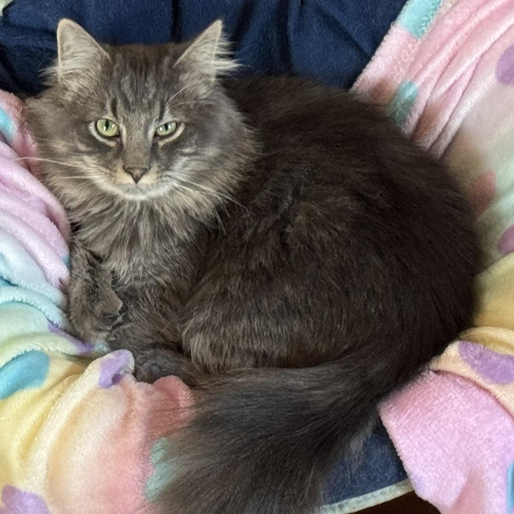 Coyote, a ADOPTABLE Maine Coon in Fairfield, IA image 2/2