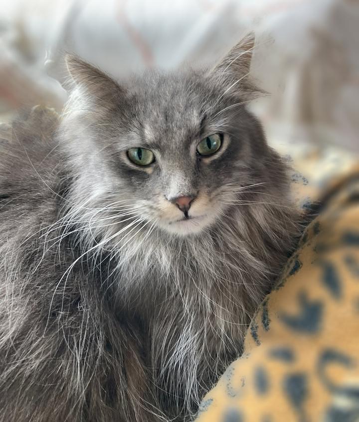 Coyote, ADOPTABLE, Adult Male Maine Coon.