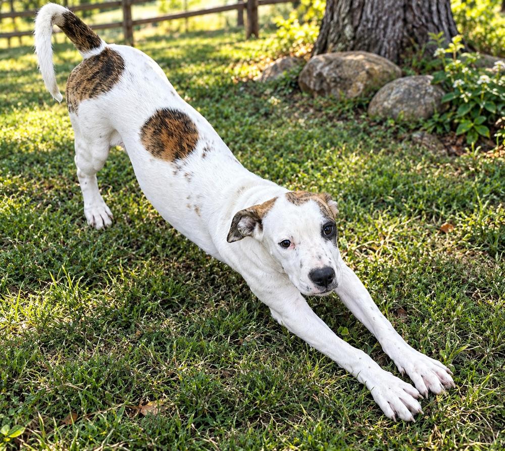 Manchego photo