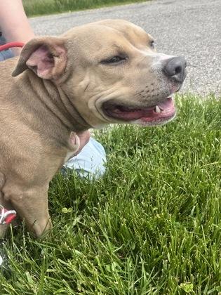 Enlarge Tansy, a Adoptable mixed breed in Columbus, IN image 1/3