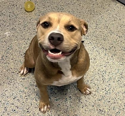 Enlarge Tansy, a Adoptable mixed breed in Columbus, IN image 2/3