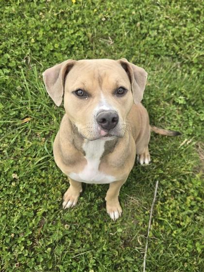 Enlarge Tansy, a Adoptable mixed breed in Columbus, IN image 3/3