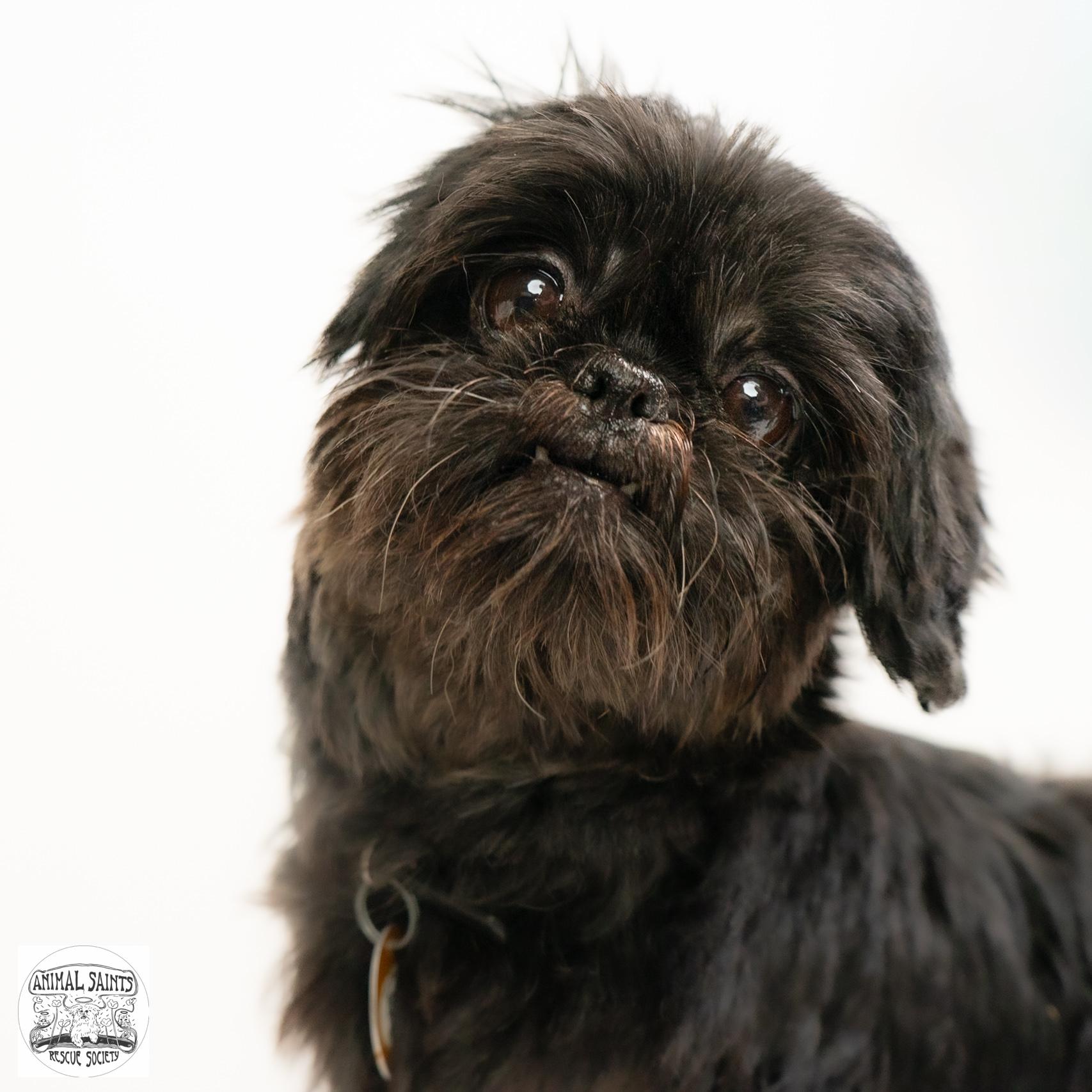 Ananda, an adopted Shih Tzu in Fort Montgomery, NY image 2/6