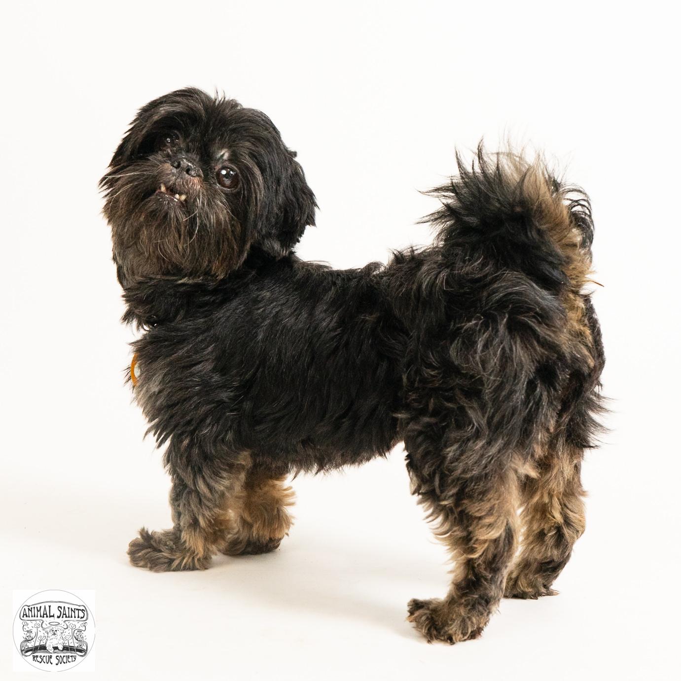 Ananda, an adopted Shih Tzu in Fort Montgomery, NY image 1/6