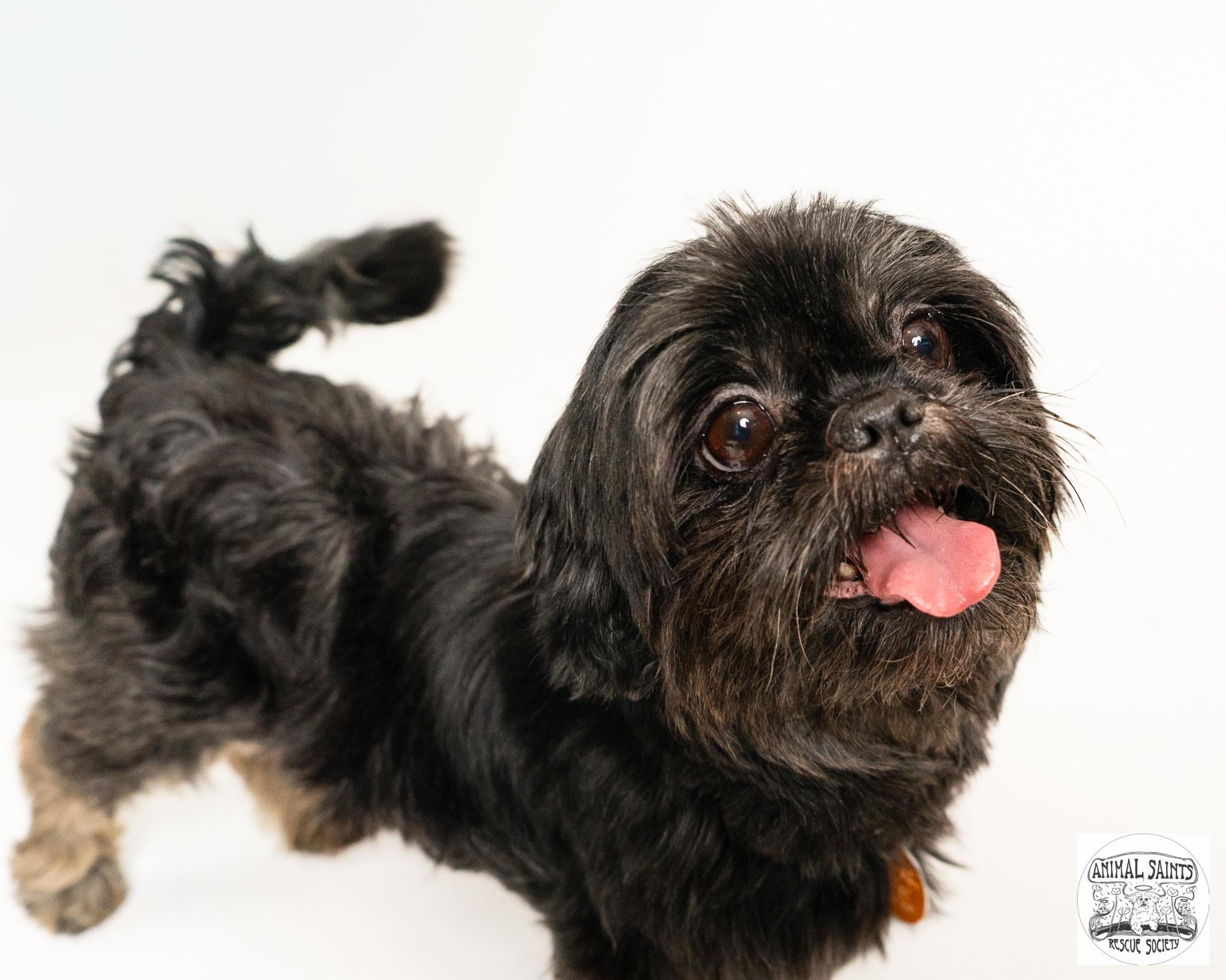 Ananda, an adopted Shih Tzu in Fort Montgomery, NY image 3/6