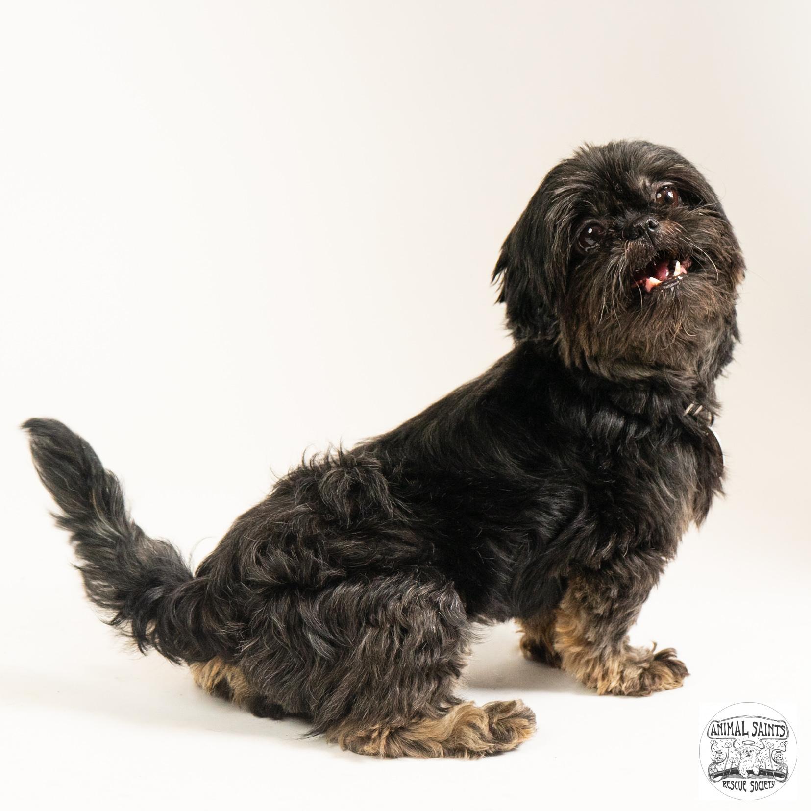 Ananda, an adopted Shih Tzu in Fort Montgomery, NY image 5/6