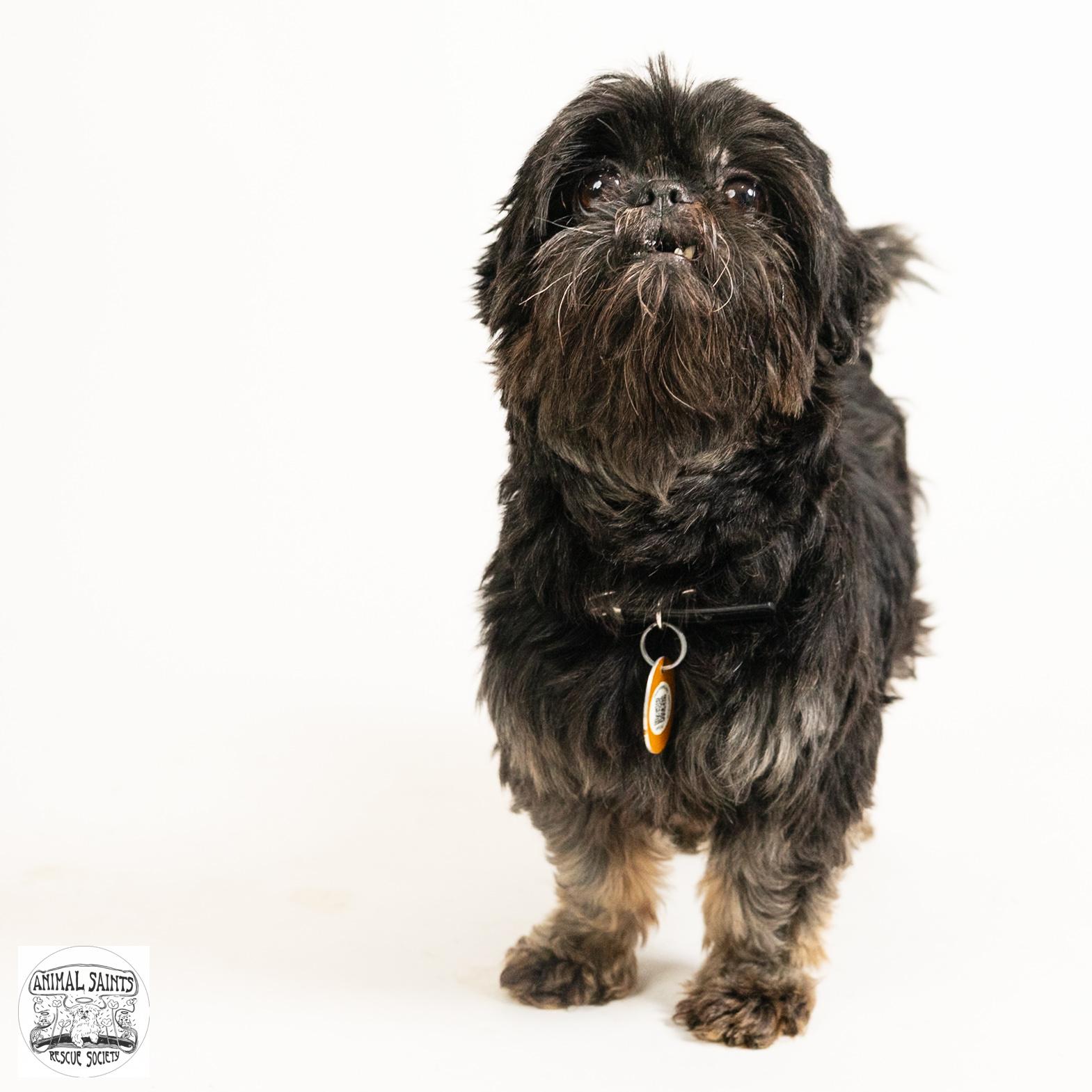 Ananda, an adopted Shih Tzu in Fort Montgomery, NY image 4/6