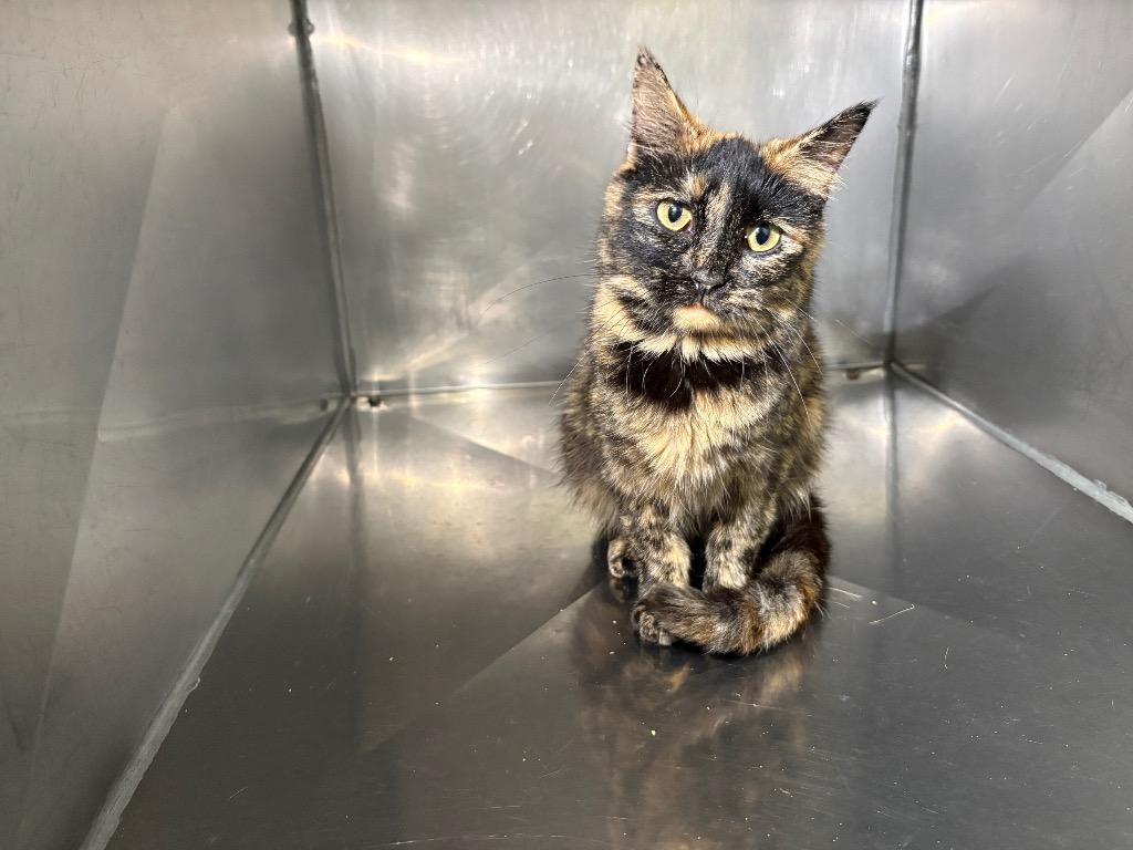 Enlarge Isabell, a Adoptable mixed breed in Murray, KY image 1/1