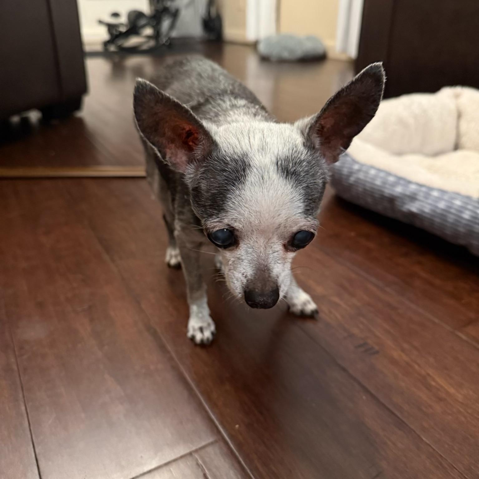 Enlarge Pebbles, a Adoptable Chihuahua in Wilkesboro, NC image 3/4