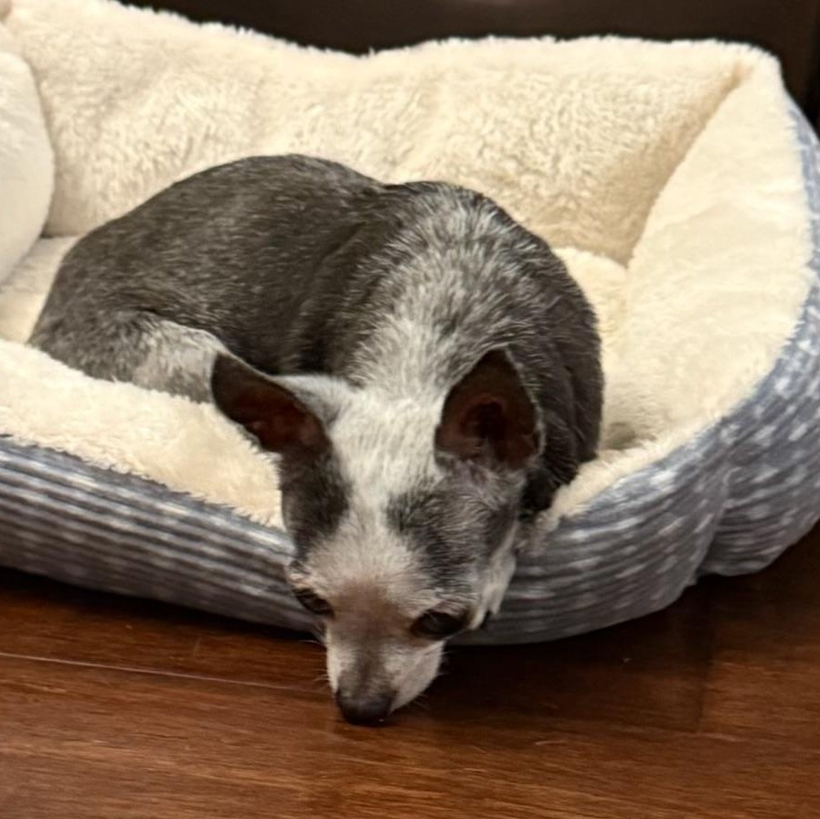 Enlarge Pebbles, a Adoptable Chihuahua in Wilkesboro, NC image 4/4