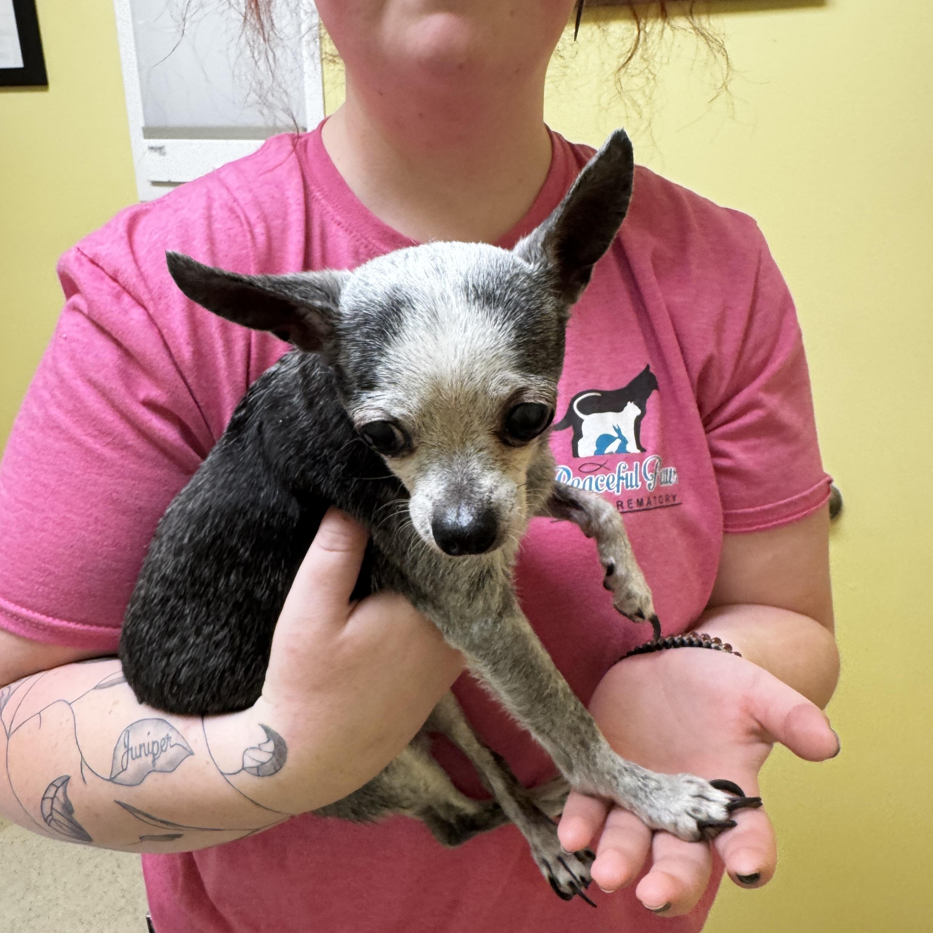 Pebbles, Adoptable, Senior Female Chihuahua.
