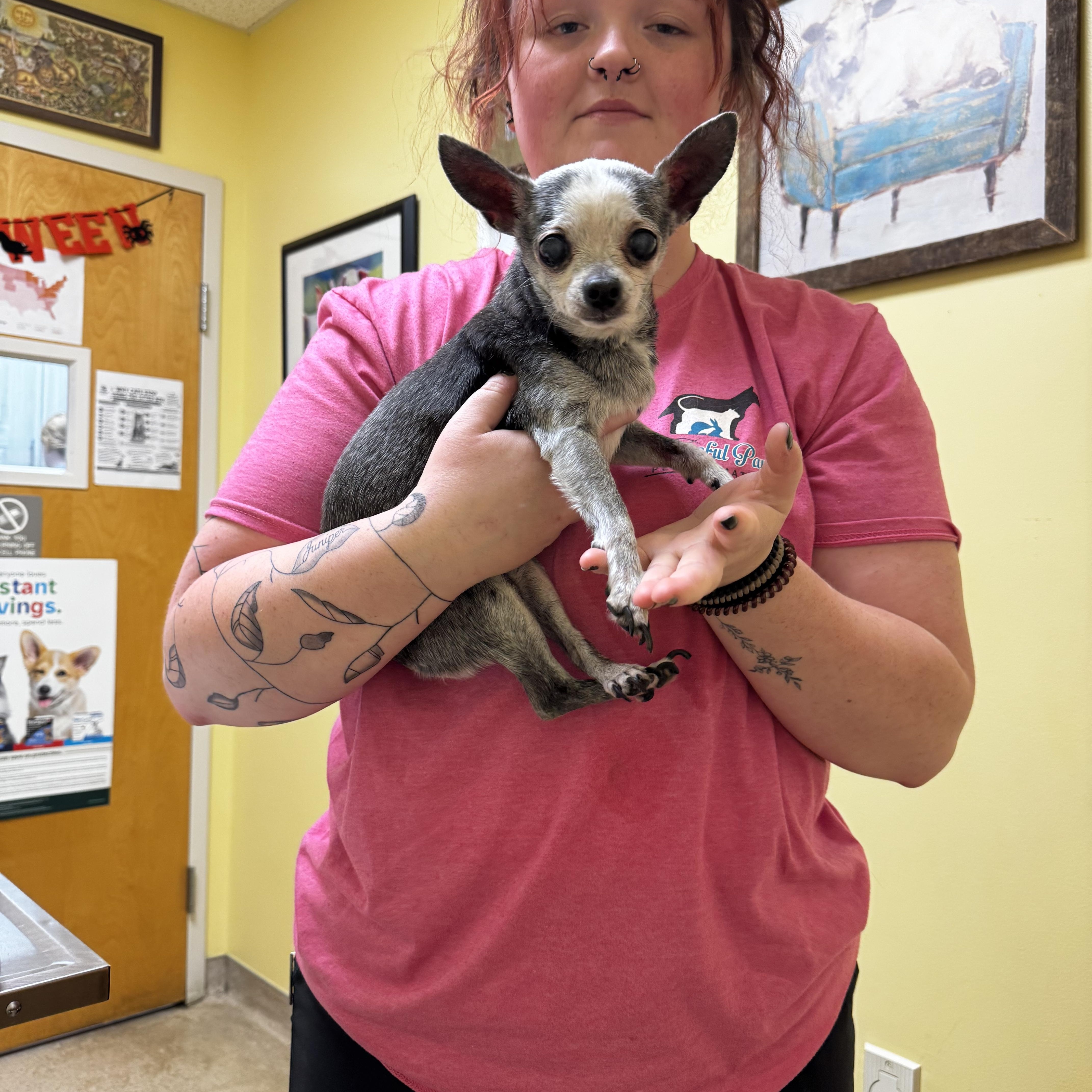 Enlarge Pebbles, a Adoptable Chihuahua in Wilkesboro, NC image 2/4