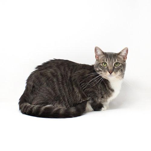 Hedwig, Adoptable, Kitten Male Domestic Short Hair.