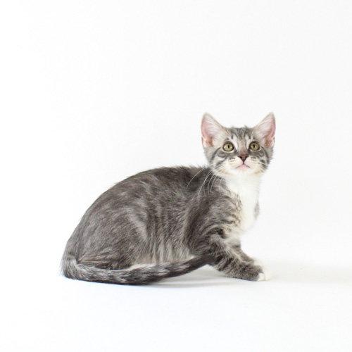Hedwig, a Adoptable Domestic Short Hair in Florence, AZ image 2/2