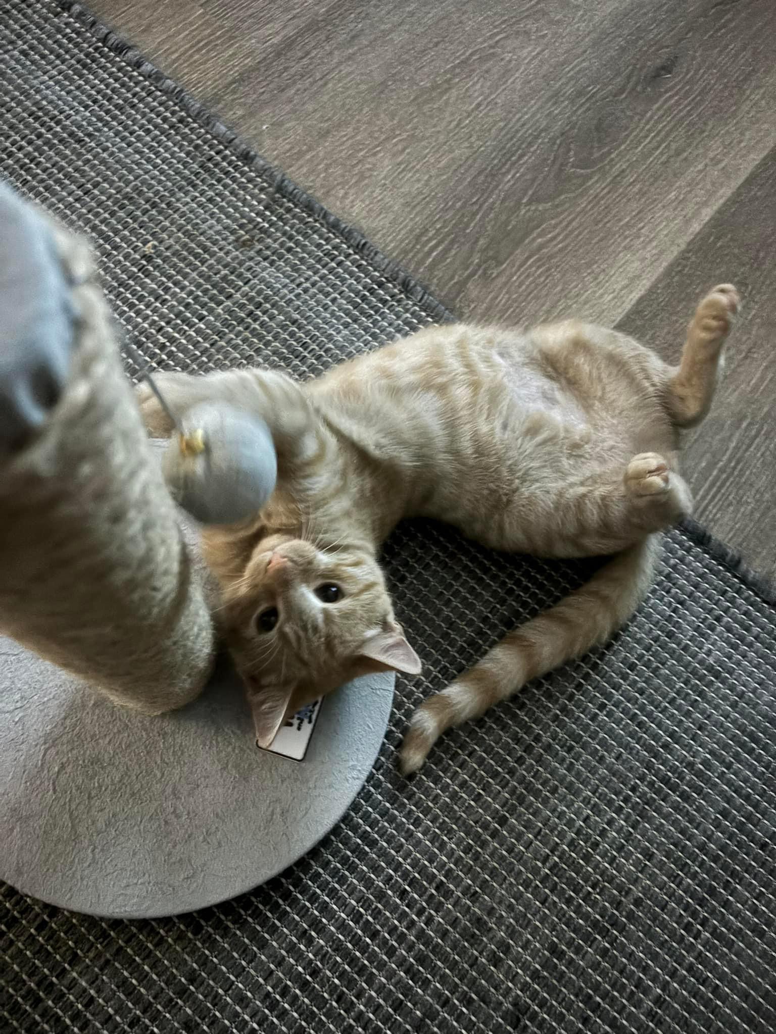 Enlarge Taki, a Adopted Domestic Short Hair in Wanaque, NJ image 4/4