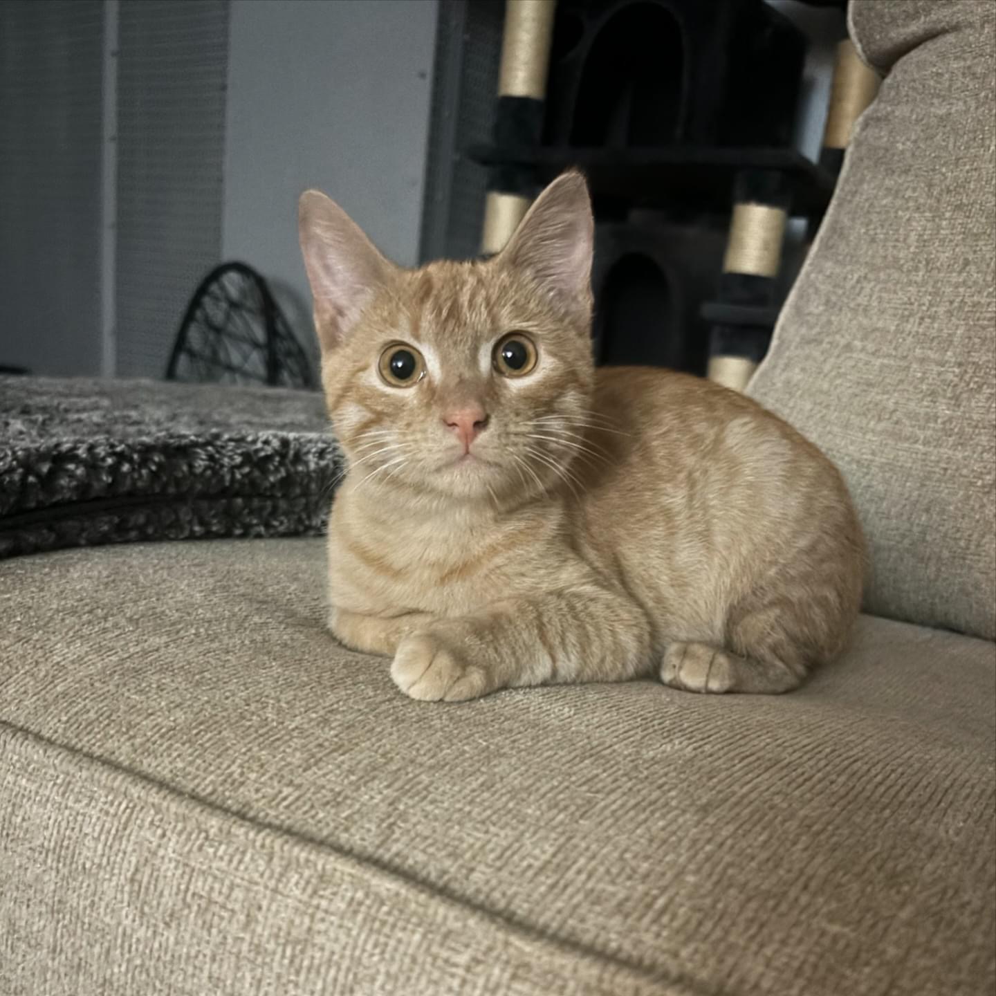 Enlarge Taki, a Adopted Domestic Short Hair in Wanaque, NJ image 1/4