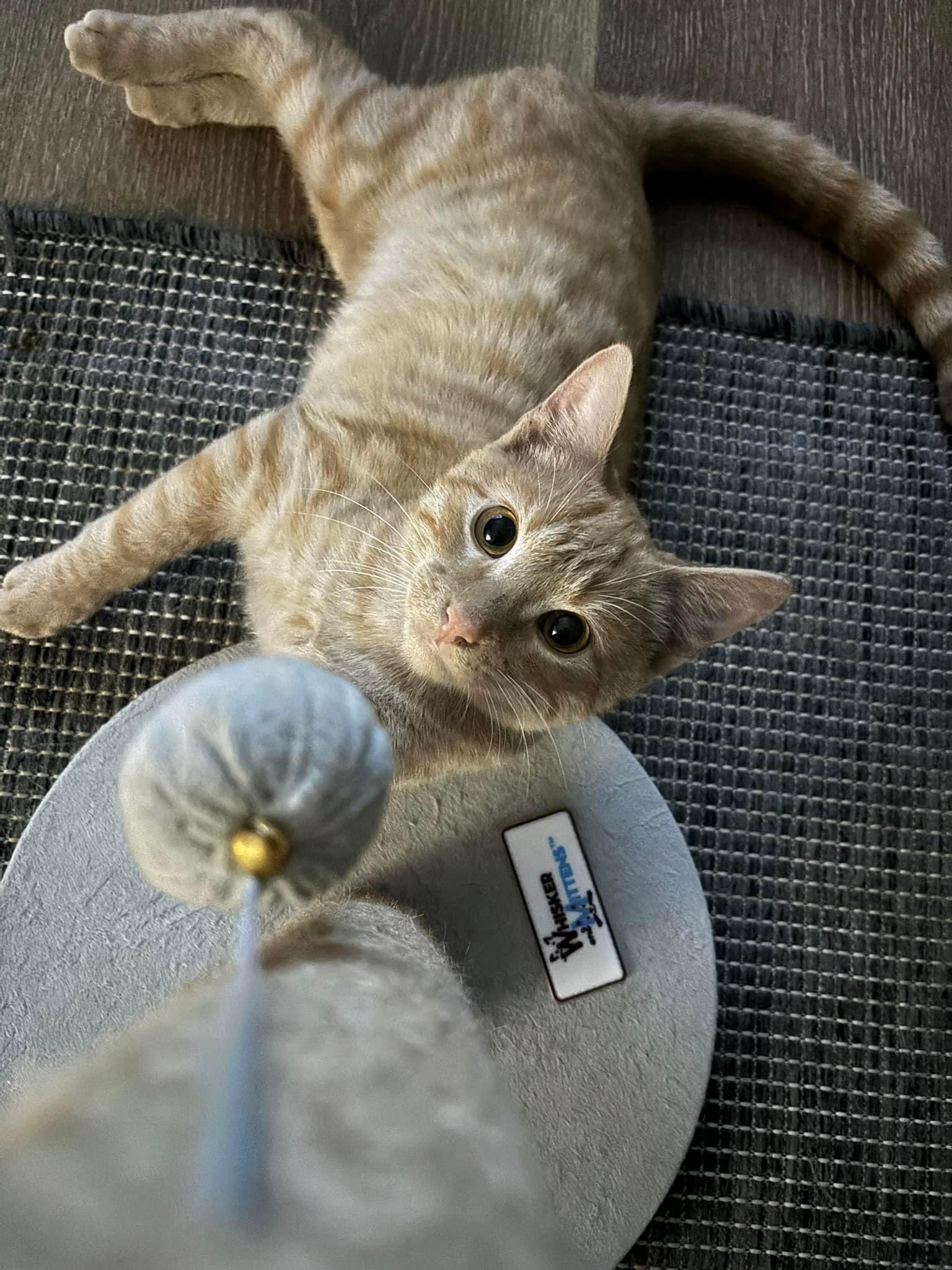 Enlarge Taki, a Adopted Domestic Short Hair in Wanaque, NJ image 3/4