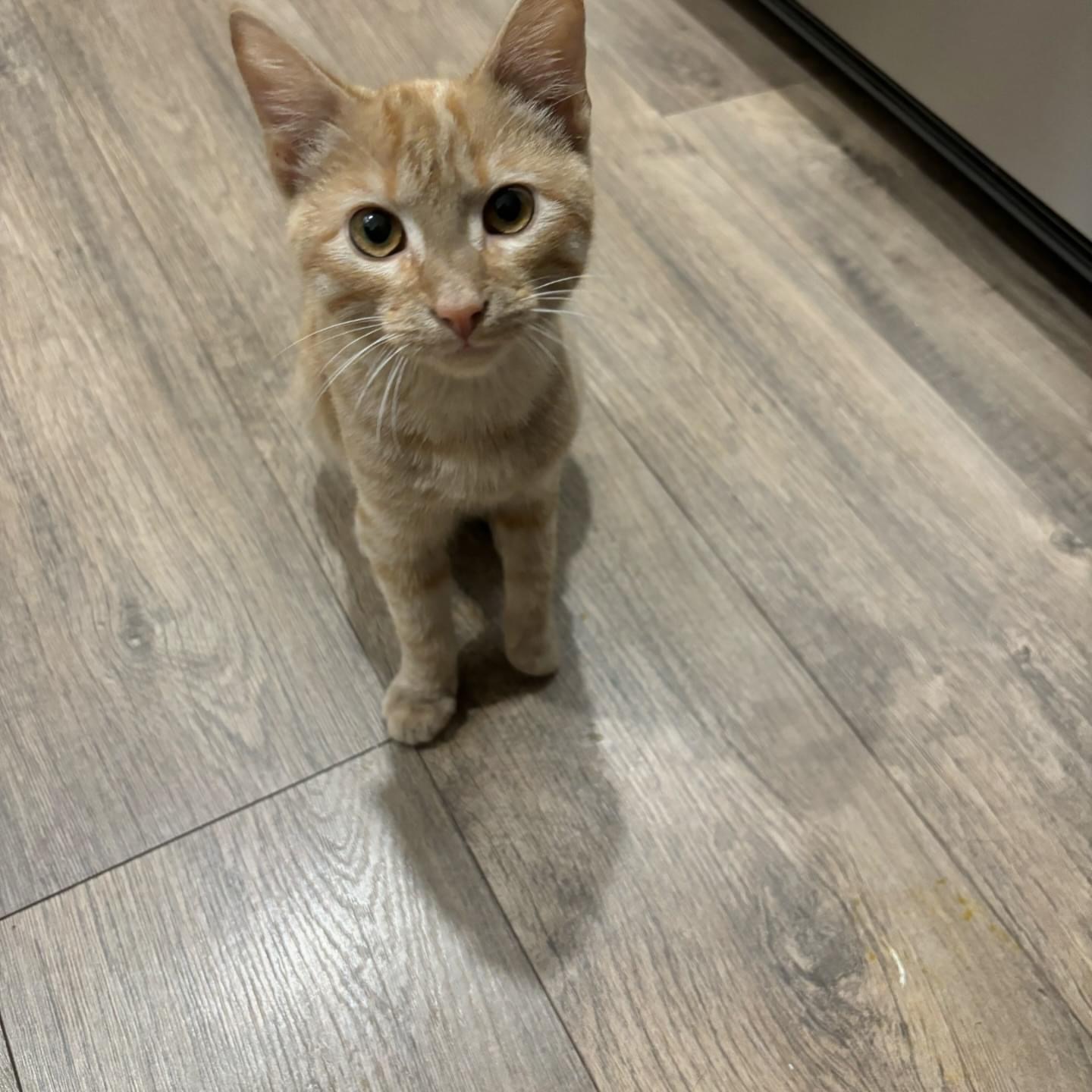 Enlarge Taki, a Adopted Domestic Short Hair in Wanaque, NJ image 2/4