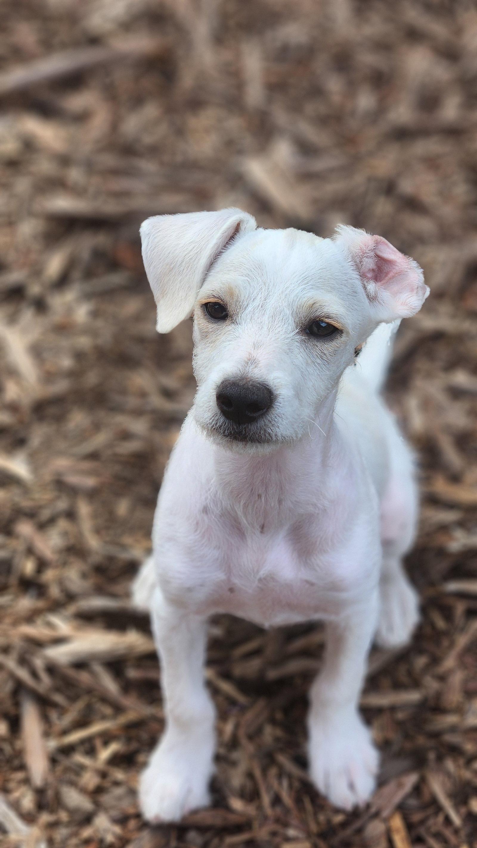 Iris, Adoptable, Young Female Terrier.