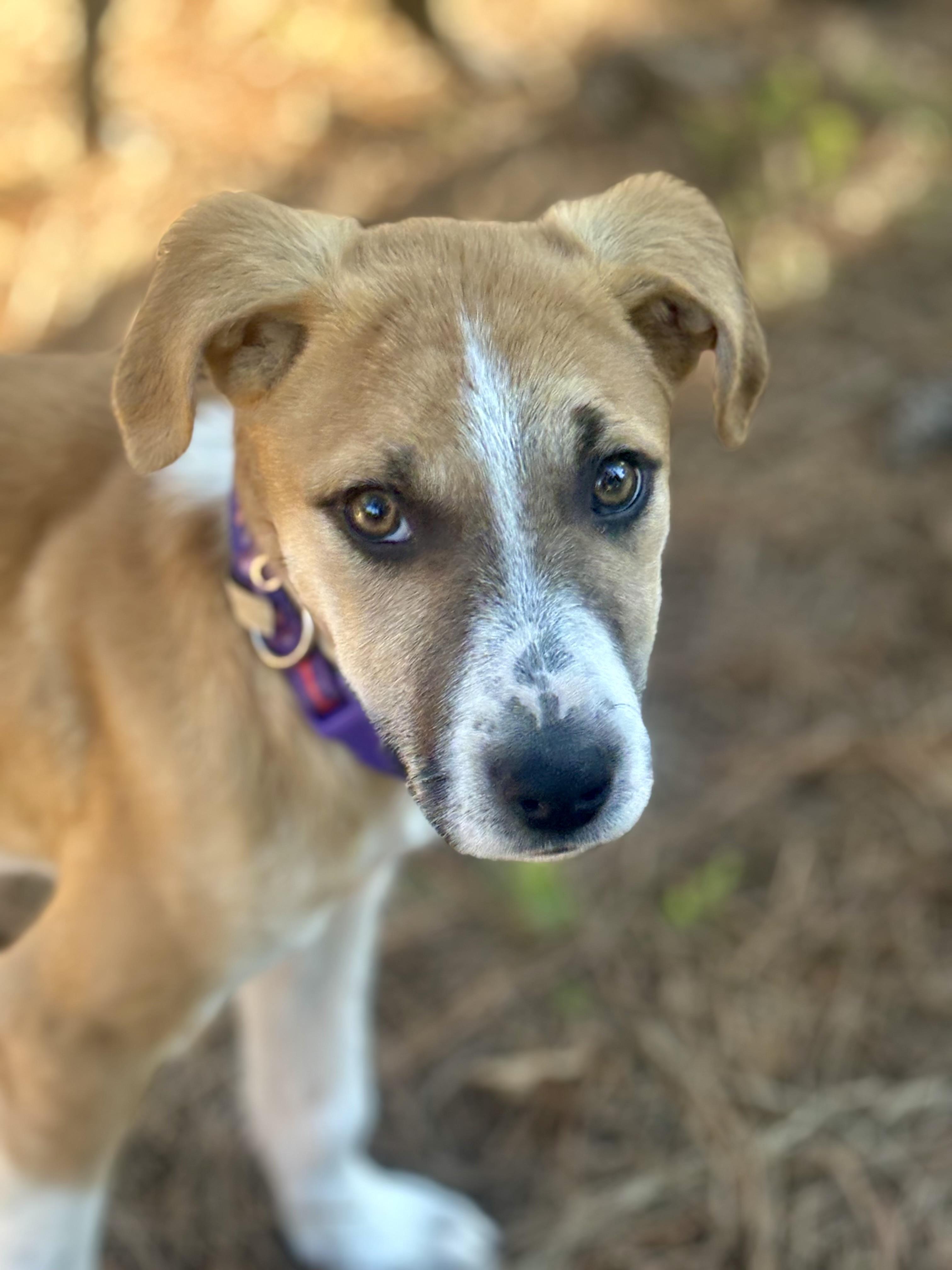 Enlarge Winnie, a ADOPTABLE mixed breed in Waxhaw, NC image 4/4
