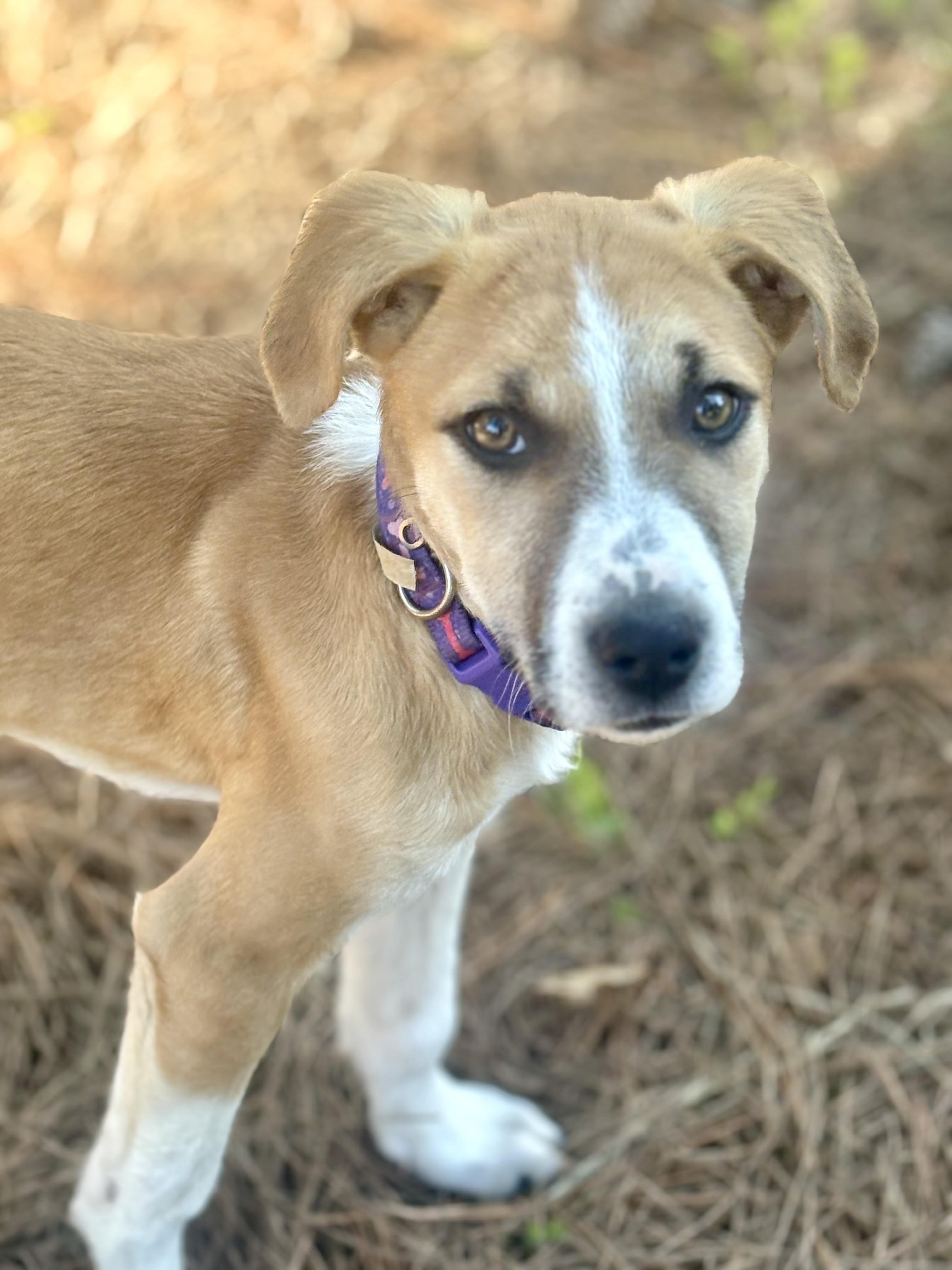 Enlarge Winnie, a ADOPTABLE mixed breed in Waxhaw, NC image 3/4