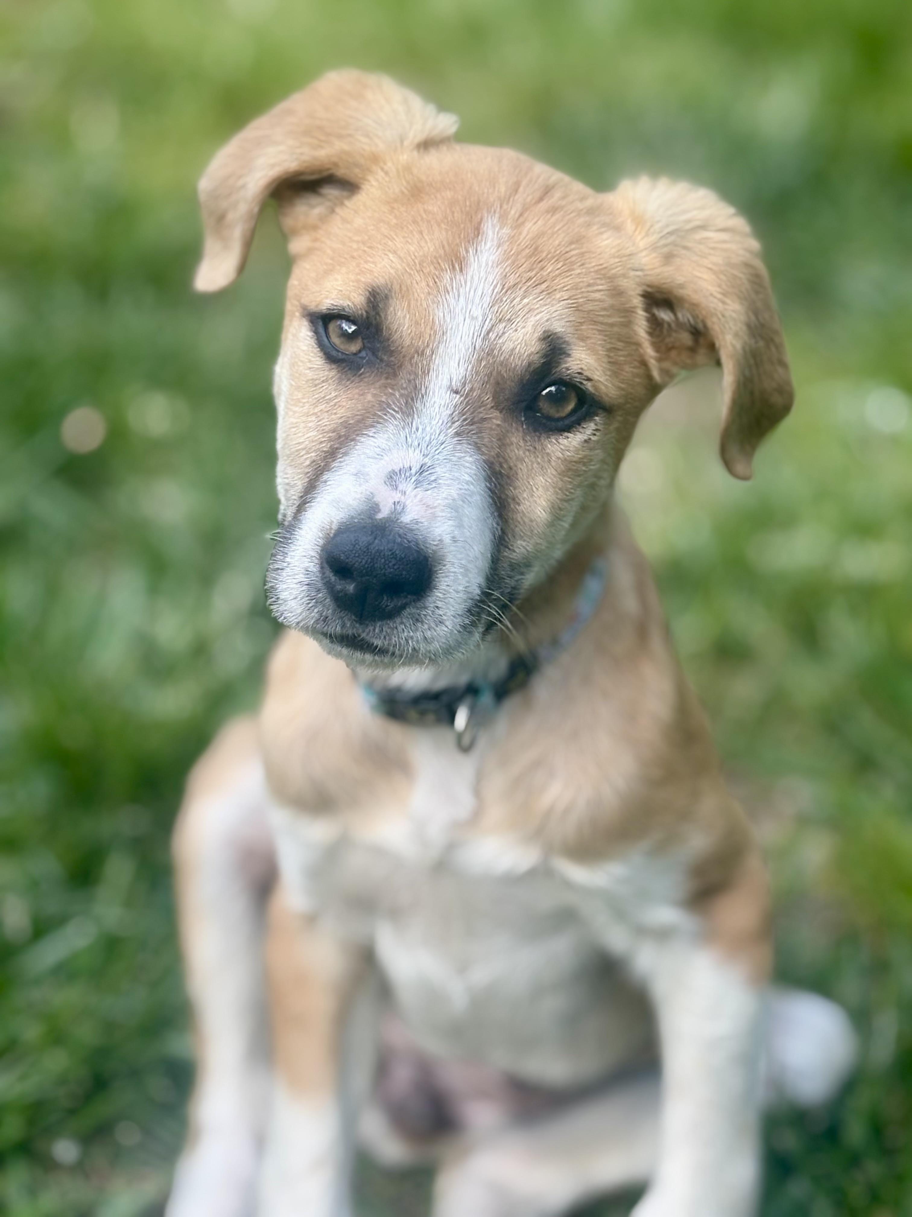 Winnie, ADOPTABLE, Young Female Labrador Retriever & Hound.