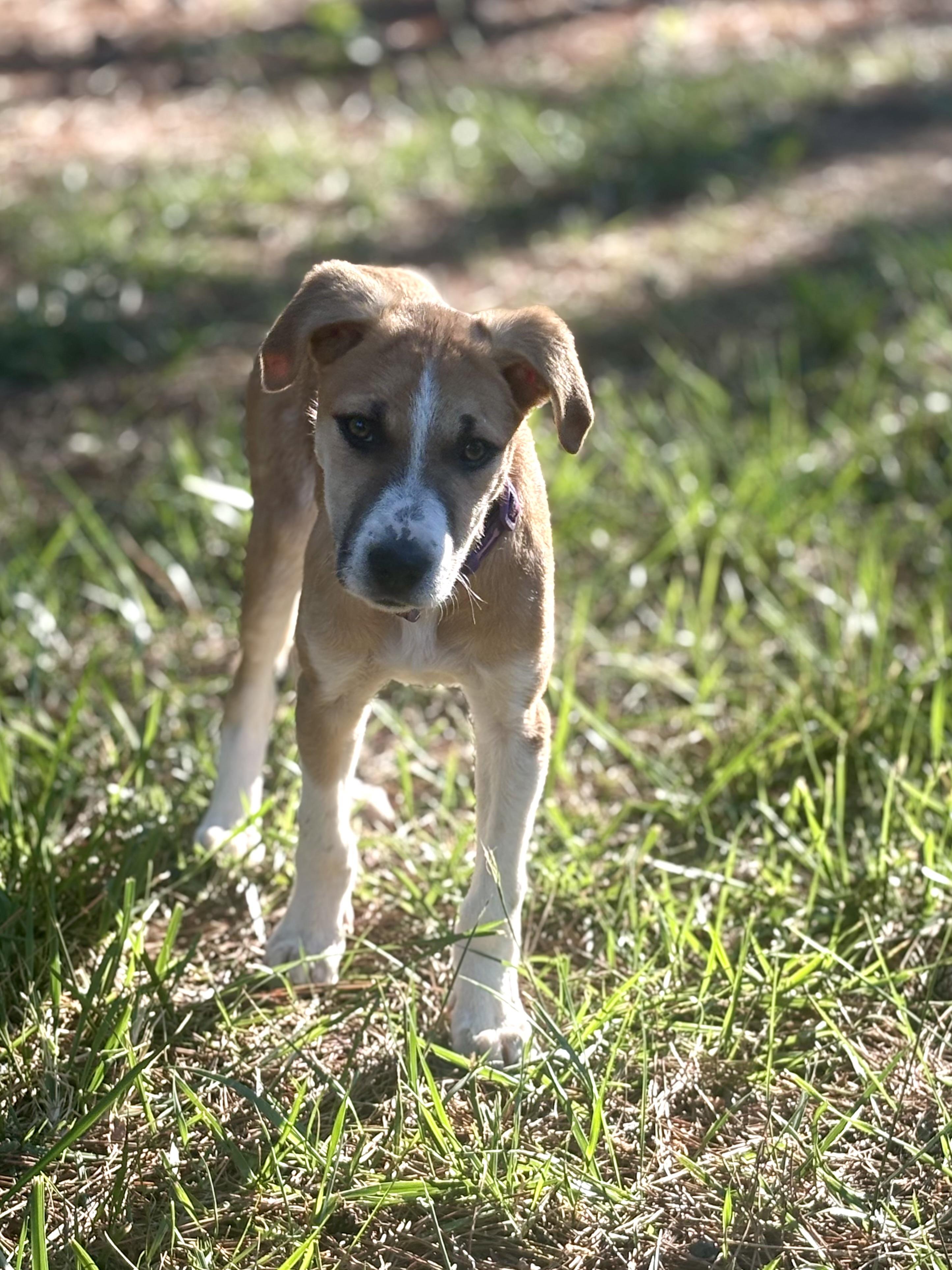 Enlarge Winnie, a ADOPTABLE mixed breed in Waxhaw, NC image 2/4