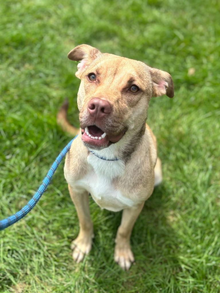 FINLEY, Adoptable, Young Female Terrier.