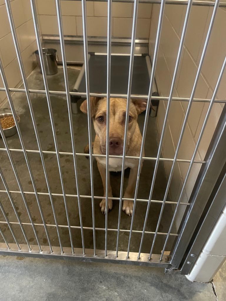 Enlarge FINLEY, a Adoptable Terrier in Wintersville, OH image 3/6