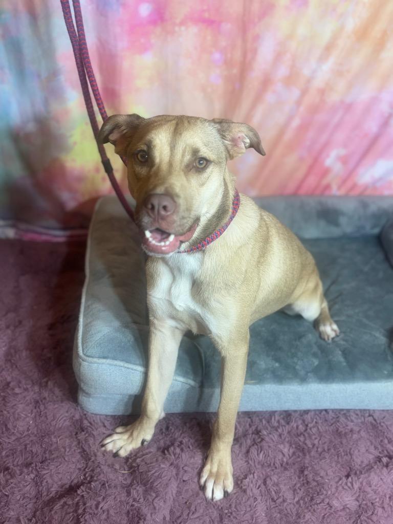 Enlarge FINLEY, a Adoptable Terrier in Wintersville, OH image 4/6