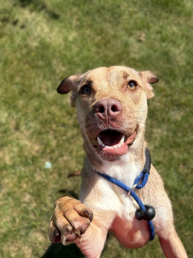 Enlarge FINLEY, a Adoptable Terrier in Wintersville, OH image 5/6