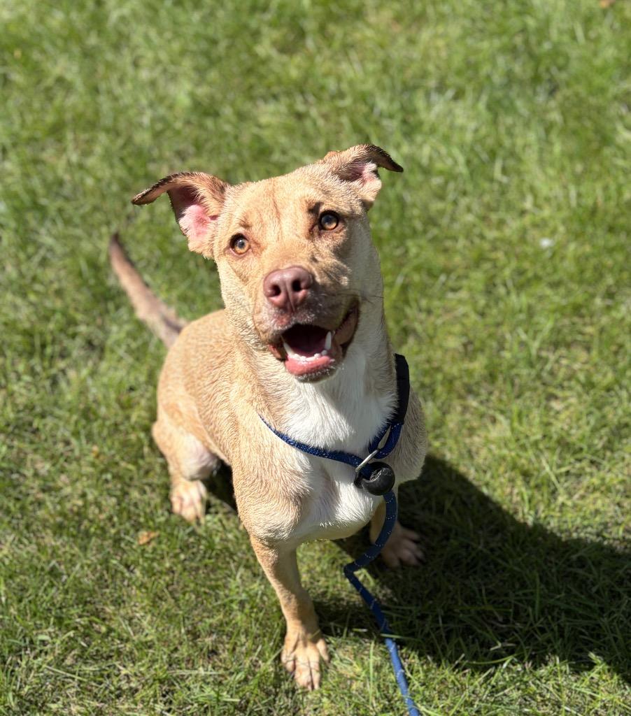Enlarge FINLEY, a Adoptable Terrier in Wintersville, OH image 6/6