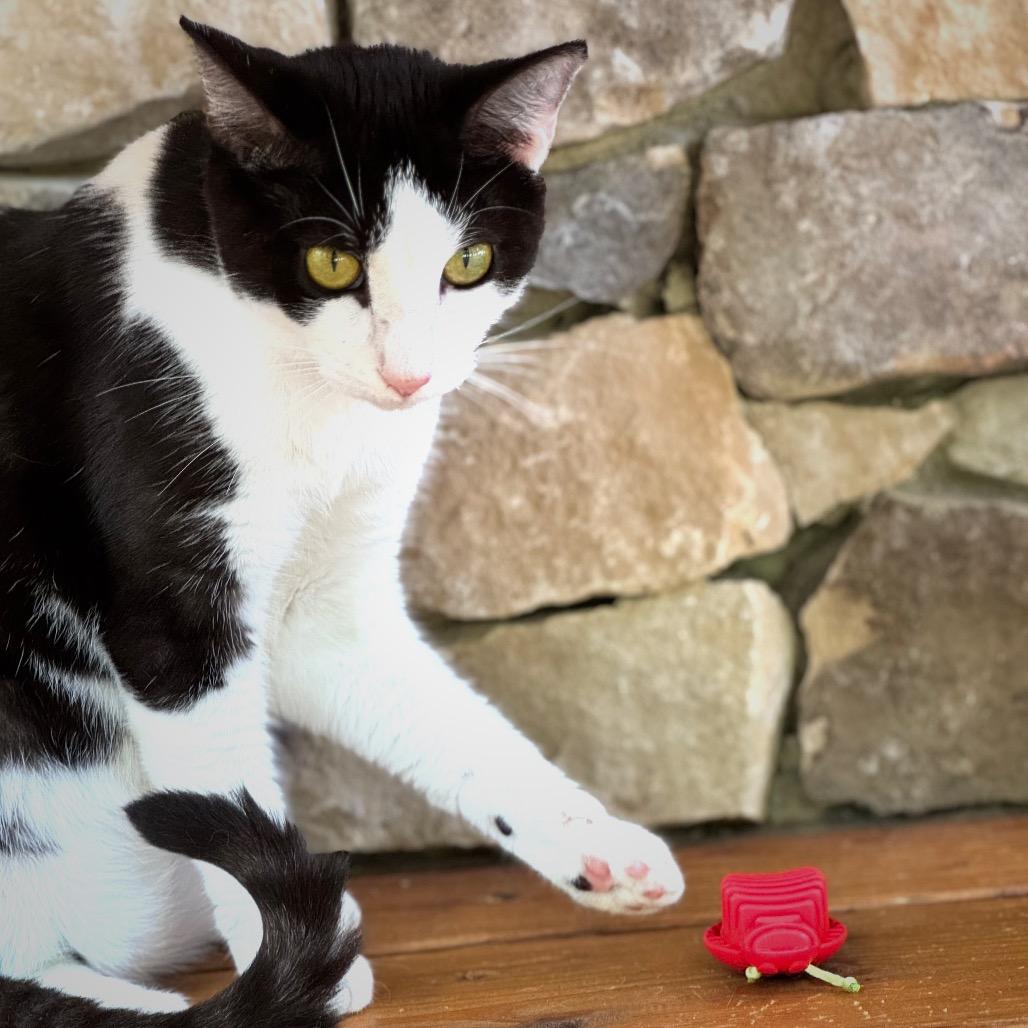 Nari — thumbnail 4