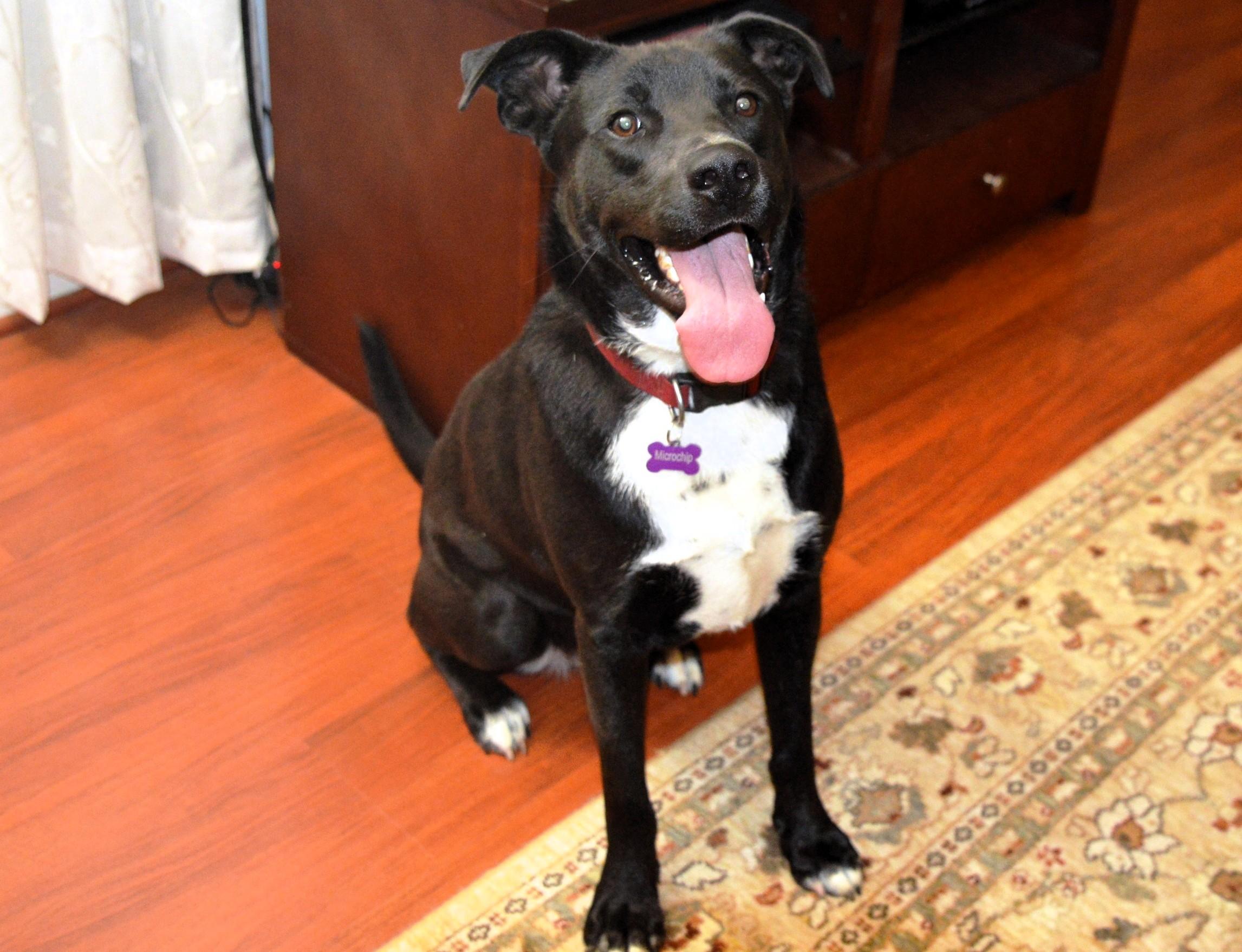 Honey Bear, a Adoptable mixed breed in Cumberland, RI image 6/6