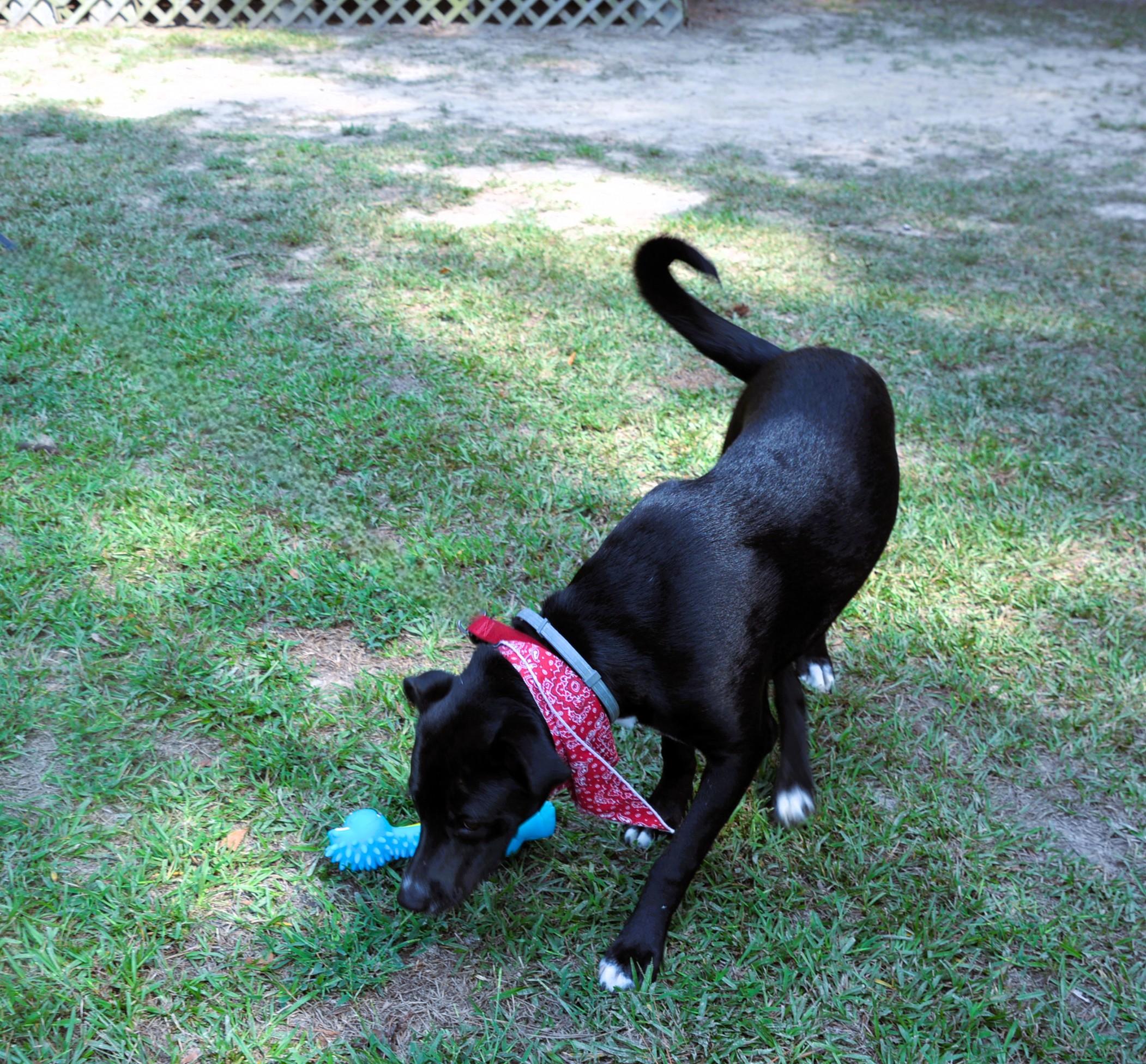 Handsome Honey Bear, a Adoptable mixed breed image 6/6