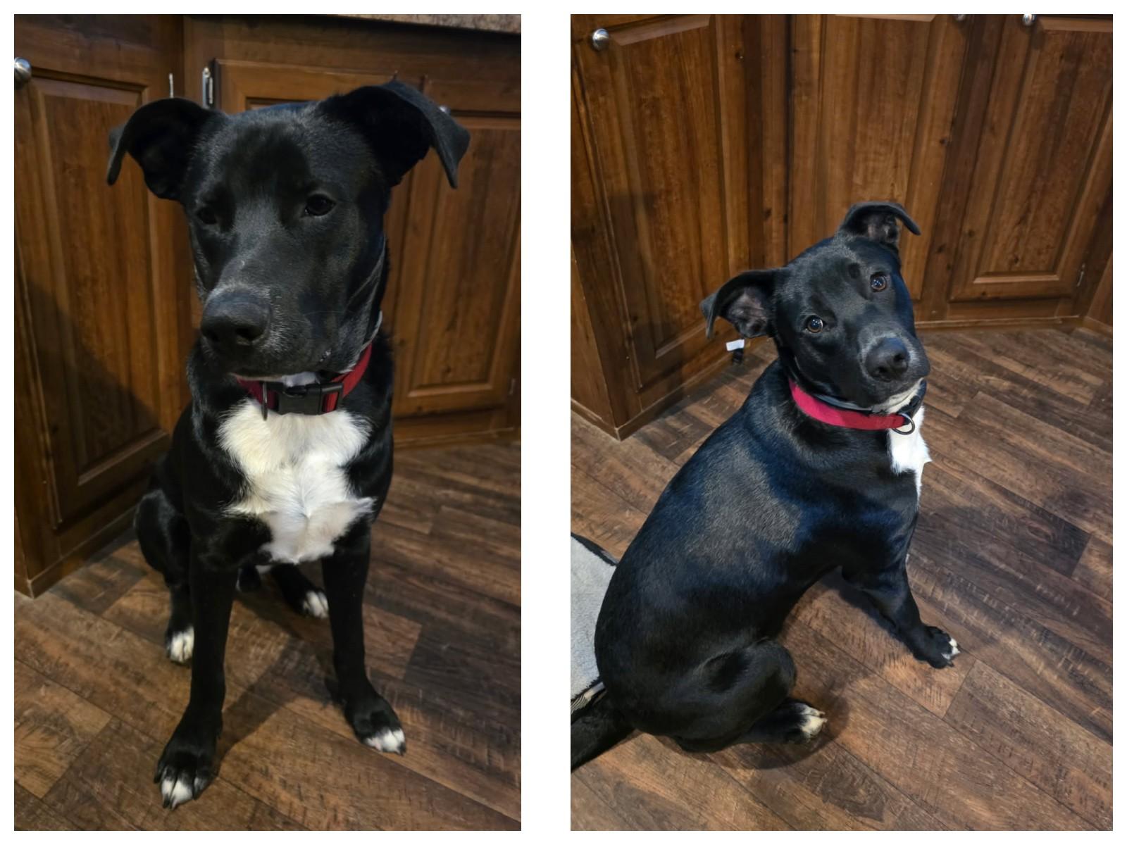 Handsome Honey Bear, a Adoptable mixed breed image 1/6