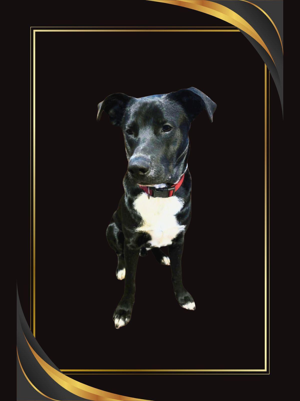 Enlarge Honey Bear, a Adoptable mixed breed in North Attleboro, MA image 2/6