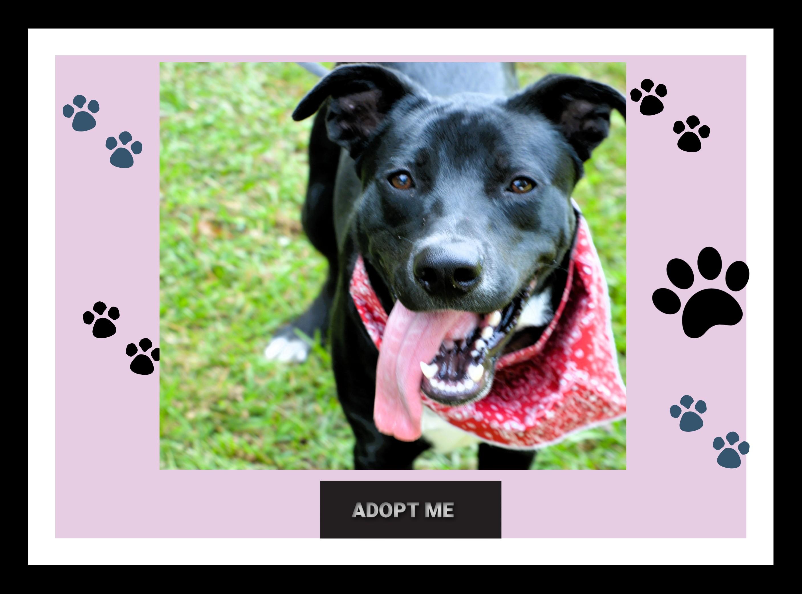 Handsome Honey Bear, a Adoptable mixed breed image 2/6