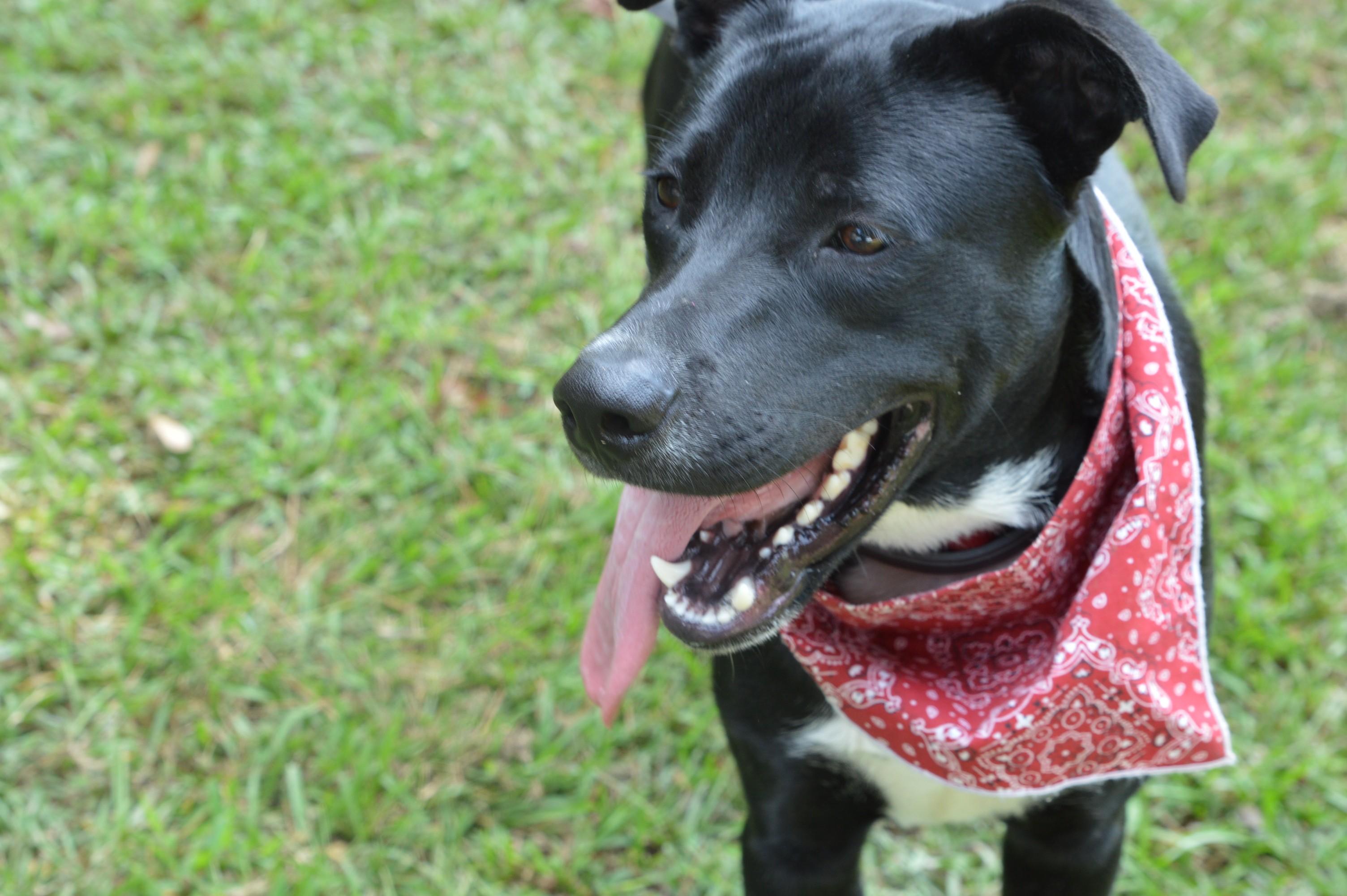 Handsome Honey Bear, a Adoptable mixed breed image 3/6